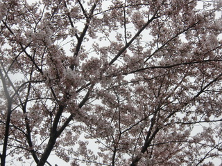 CIMG0812.JPG